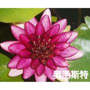 睡莲-澳毛斯特