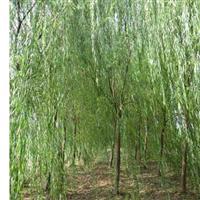 供应柳树、柳树价格、柳树图片、柳树绿化苗木苗圃基地直销