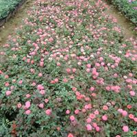 供应玫瑰月季价格、玫瑰月季图片、玫瑰月季绿化苗木基地直销