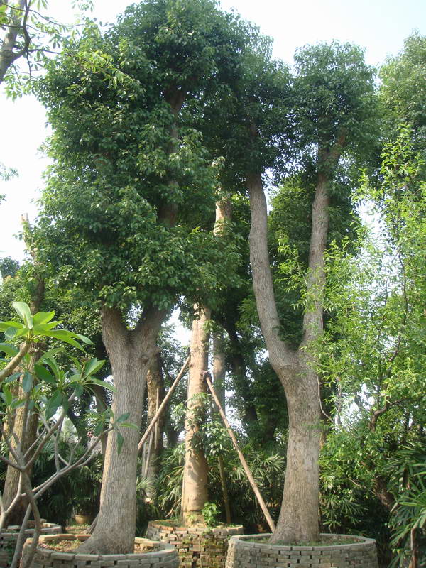 樟树种类图片