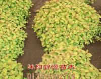 珍珠绣线菊、红花绣线菊、金山绣线菊、金焰绣线菊