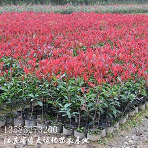 红叶石楠、红王子锦带、红叶小檗、金叶女贞、海桐、品种月季