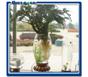 水培花卉花瓶、水培玻璃花瓶、氧气花瓶、凯奇盆艺花瓶