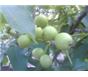 早实薄壳核桃苗，山楂树，板栗枣树，合欢，侧柏，皂角，国槐