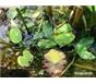 伊乐藻，眼子菜,轮叶黑藻,菹草