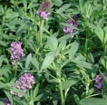 紫花苜蓿草种批发