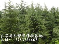 樱花价格，红瑞木价格，龙柏球价格，火棘球价格，水腊球价格