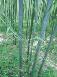 石绿竹