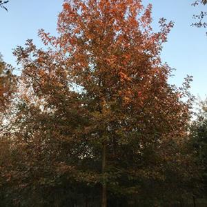 娜塔栎等北美红栎树系列树种