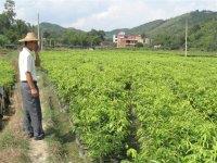 沉香苗 沉香树 