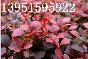 紫叶小檗 红叶小檗 红叶石楠 红花继木 红叶桃 红叶碧桃种子