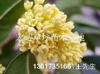 桂花