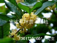 桂花