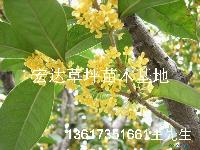 桂花