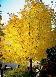 挪威黄金枫（金叶挪威槭）种子