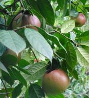 油茶苗、大果红花油茶苗 大果红花油茶种子