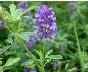 紫花苜蓿草籽 优质绿肥