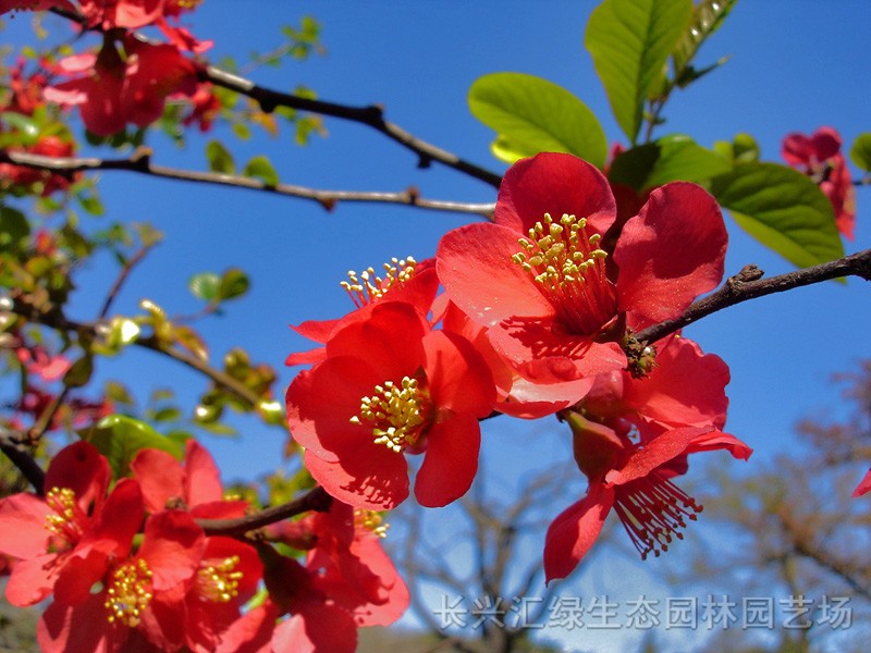 貼梗海棠圖片