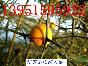 金刚刺篱笆：构橘狗橘臭橘枸橘钢橘花椒火棘刺槐马甲子的种子种苗