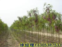 香花槐树苗|香花槐树苗批发|香花槐树苗价格【徐家苗圃】