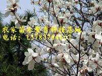 广玉兰价格，辛夷价格，白玉兰价格，红叶石楠价格，火棘价格