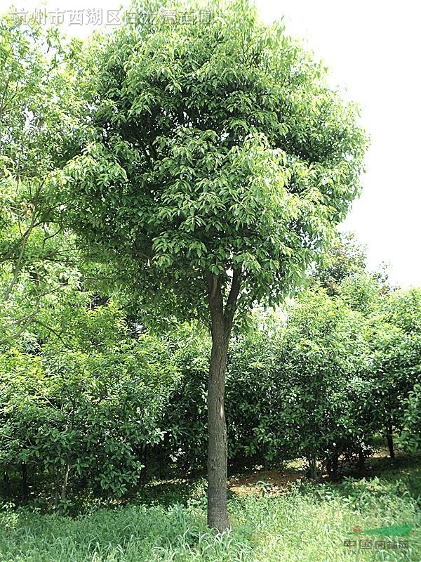 香樟树简介和照片图片