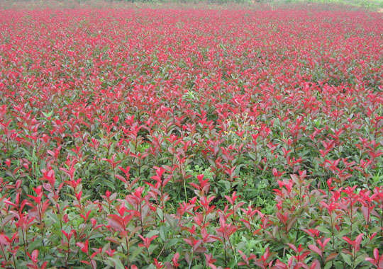 紅葉石楠價格_供應_圖片_安徽省肥西三崗昌年苗圃