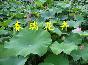 荷花，盆栽荷花，荷花图片，水芙蓉，莲花，青州市黄楼荷花