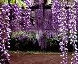 木芙蓉、四月雪、紫荆、紫叶小檗、紫珠、紫叶矮樱价格表