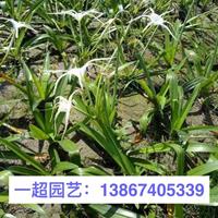 蜘蛛兰 蜘蛛兰价格 蜘蛛兰哪里便宜