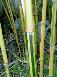 黄皮绿筋竹、花吊丝竹、黄槽石绿竹、黄槽斑竹价格表