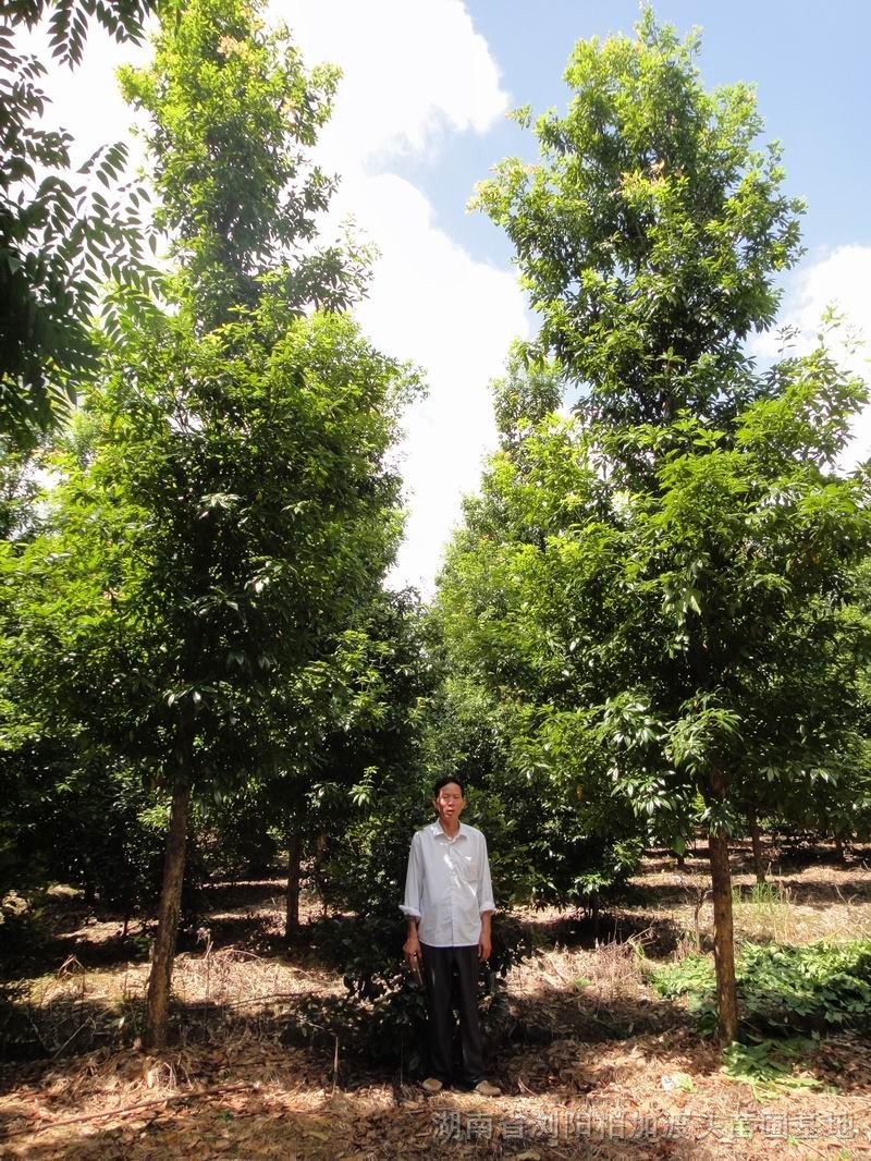 楠树图片_湖南省浏阳柏加渡头苗圃基地_园林网