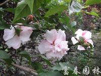 绿化灌木木槿，江苏木槿，别名：无穷花，沙漠玫瑰