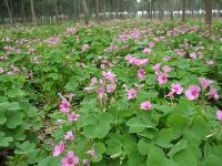 地被植物红花醡浆草，别名：花花草、夜合梅、大叶酢浆草、三夹莲