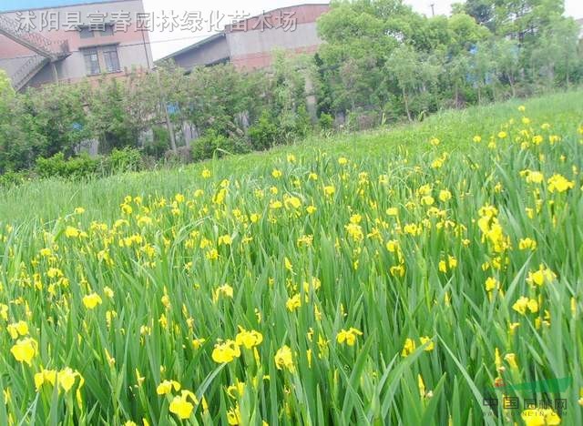 水生植物黃菖蒲,日本花菖蒲,別名:黃花鳶尾,水生鳶尾