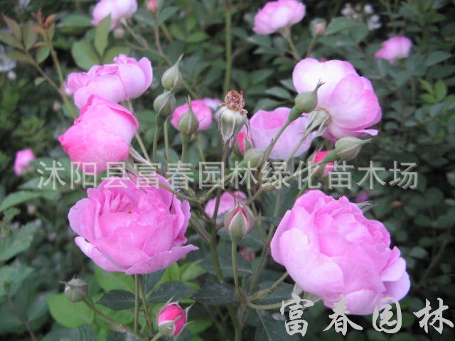 多花蔷薇 粉团蔷薇 白蔷薇 野蔷薇 红花蔷薇苗 价格 供应 图片 江苏富春园林有限公司