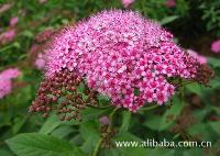 绿化灌木红花绣线菊，江苏红花绣线菊，红花绣线菊基地，绣线菊