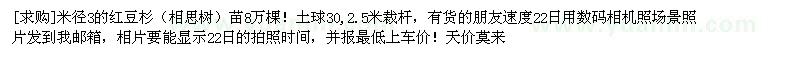 求购米径3的红豆杉（相思树）苗8万棵