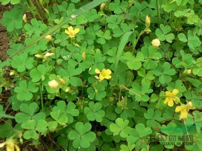 红花酢浆草花花草三叶草三夹莲铜锤草