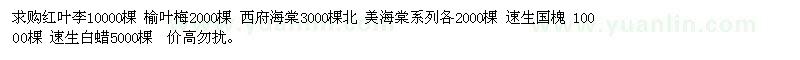 求购红叶李 榆叶梅  速生国槐 西府海棠 北美海棠 双8以上小苗