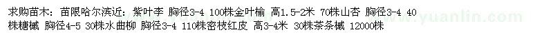 求购紫叶李 金叶榆 山杏 糖槭 水曲柳 密枝红皮 茶条槭