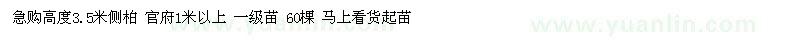 求购高度3.5米侧柏 60棵