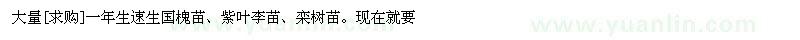 求购大量一年生速生国槐苗、紫叶李苗、栾树苗