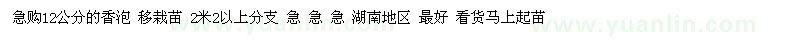 求购12公分的香泡 移栽苗 2米2以上分支