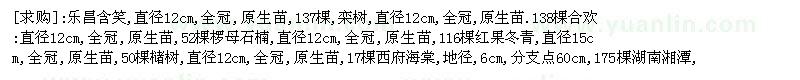 求购乐昌含笑 栾树 合欢树 红果冬青 西府海棠