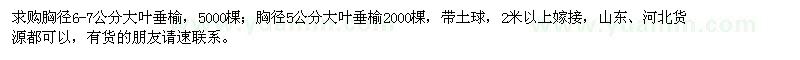 求购金叶垂榆胸径6-7公分。胸径5-6公分