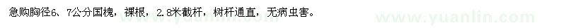 求购胸径6,7公分国槐