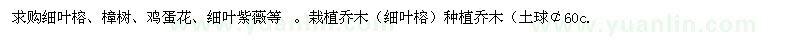 求购细叶榕、樟树、鸡蛋花、细叶紫薇等 