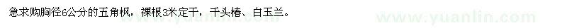 求购五角枫、千头椿、白玉兰