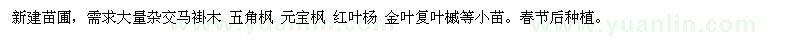 求购大量杂交马褂木 五角枫 元宝枫 红叶杨 金叶复叶槭等小苗